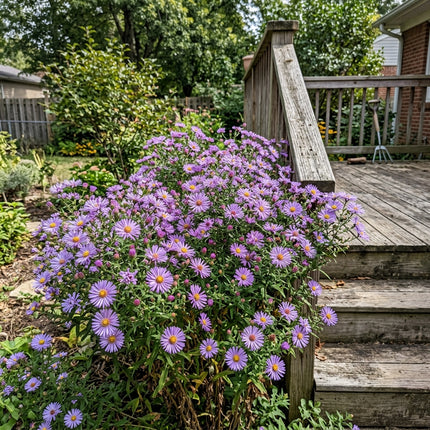 Fresh 50 Spider Aster Seeds for Home Gardening - Beautiful Perennial Flowers, Stunning Yard Decor, Outdoor Patio Decor
