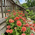 Coral Zinnia Seeds - 100 Seeds