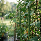 Yardlong Beans Seeds - 30 Seeds
