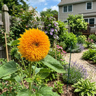 Orange Teddy Bear Sunflower Seeds - 100 Seeds