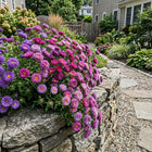 Pompon Aster Seeds - 50 Seeds