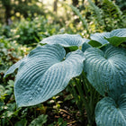 Blue Hosta Seeds - 50 Seeds