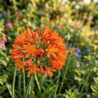 Orange African Lily Seeds - 50 Seeds