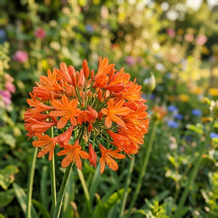 Fresh 50 Orange African Lily Seeds for Home Gardening - Vibrant Floral Display, Premium Heirloom Seeds, for Home Garden