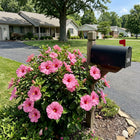Pink Hibiscus Seeds - 100 Seeds