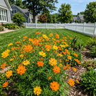 Apricot Cosmos Seeds - 100 Seeds