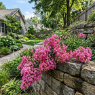 Dwarf Pink Crape Myrtle Seeds - 100 Seeds