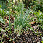Evergreen Bunching Onions Seeds - 500 Seeds