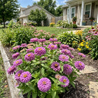 Lavender Zinnia Seeds - 100 Seeds