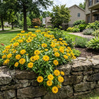 Cactus Yellow Zinnia Seeds - 100 Seeds