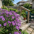 Giant Violet Aster Seeds - 50 Seeds