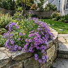Lavender Aster Seeds - 50 Seeds