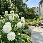 White Dahlia Seeds - 50 Seeds