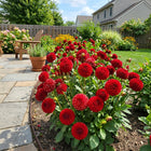 Pompon Red Dahlia Seeds - 50 Seeds
