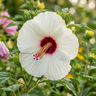 White Giant Hibiscus Seeds - 100 Seeds
