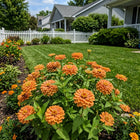 Apricot Zinnia Seeds - 100 Seeds