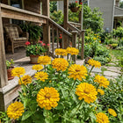 Yellow Zinnia Seeds - 100 Seeds
