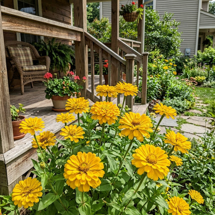 Breathtaking 100 Zinnia Flower Seeds, Yellow - Drought Tolerant, Heirloom Floral Blooms, Stunning Yard Decor