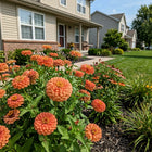 Peach Zinnia Seeds - 100 Seeds