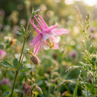 Pink Columbine Seeds - 350 Seeds