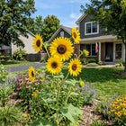 Branching Yellow Sunflower Seeds - 100 Seeds