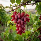 Crimson Seedless Red Grape Seeds - 50 Seeds