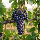 Summer Black Purple Grape Seeds - 100 Seeds