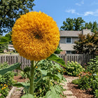 Giant Golden Teddy Bear Sunflower Seeds - 100 Seeds
