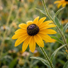 Classic Yellow Black Eyed Susan Seeds - 300 Seeds