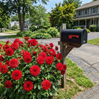 Red Dahlia Seeds - 50 Seeds