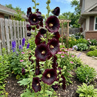 Black Hollyhock Seeds - 100 Seeds