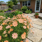 Soft Peach Cosmos Seeds - 100 Seeds
