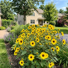 Dwarf Yellow Sunflower Seeds - 100 Seeds