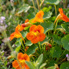 Orange Nasturtium Seeds - 10 Seeds