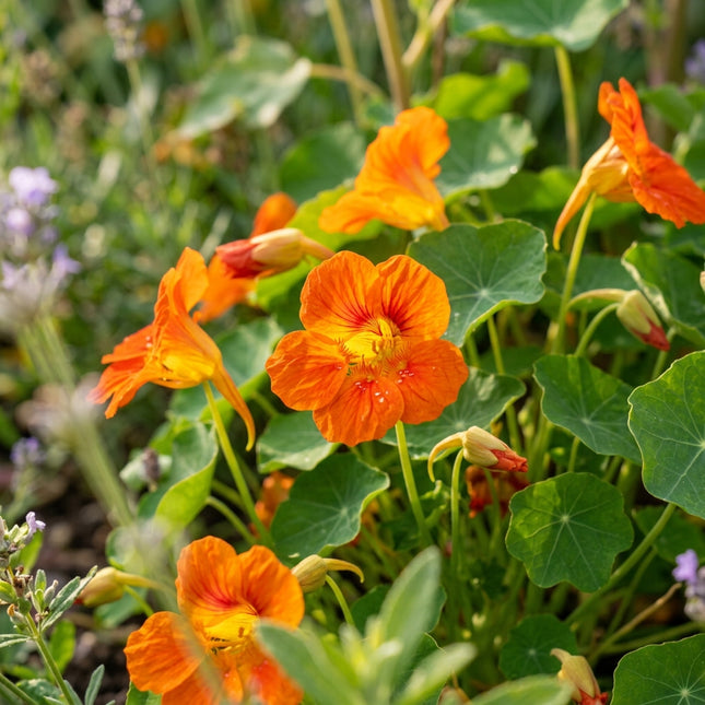 Orange Nasturtium Seeds - 10 Seeds