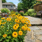 Double Gold Black Eyed Susan Seeds - 300 Seeds
