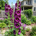 Purple Hollyhock Seeds - 100 Seeds