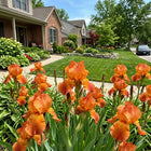 Orange Iris Seeds - 50 Seeds
