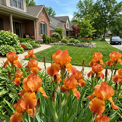 50 Orange Iris Seeds for Home Garden - Long Lasting Patio Blooms, Beautiful Perennial Flowers