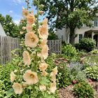 Peach Hollyhock Seeds - 100 Seeds