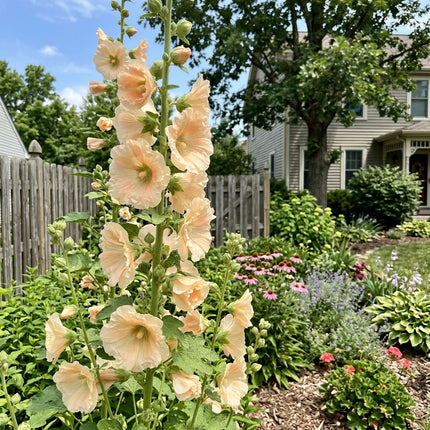 Fresh 100 Peach Hollyhock Seeds for Home Gardening - Beautiful Perennial Flowers, for Garden Borders, for Home Garden