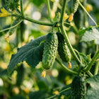 Mini Fruit Cucumber Seeds - 50 Seeds