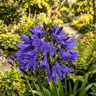 Purple African Lily Seeds - 50 Seeds