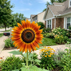 Ring Of Fire Sunflower Seeds - 100 Seeds