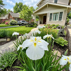 Beginner-Friendly Japanese White Iris Seeds - 50 Seeds