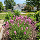 Pink Lavender Seeds - 1,200 Seeds