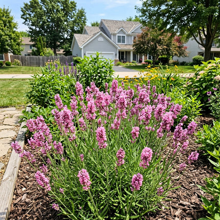 1200 Pink Lavender Seeds Nature Inspired Landscape - Beginner Friendly Planting, Cut Flower Arrangements