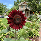 Velvet Queen Garden Sunflower Seeds - 100 Seeds