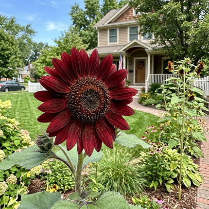 Fresh 100 Velvet Queen Sunflower Seeds for Home Gardening - Cut Flower Arrangements, Stunning Yard Decor, Outdoor Patio Decor