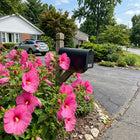 Giant Pink Hibiscus Seeds - 100 Seeds